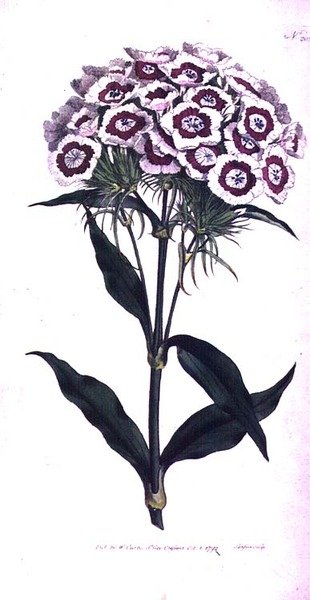 Sweet William or Bearded Pink (Dianthus barbatus), William Curtis
