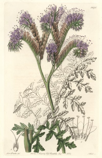 カリフォルニア原産のタンジー・リーフ・ファセリア - サラ・アン・ドレイク（1803-1857）のイラストからS.ワッツが描いたウォーター・フォルテ（Botanical Registerより 作： Sydenham Teast Edwards