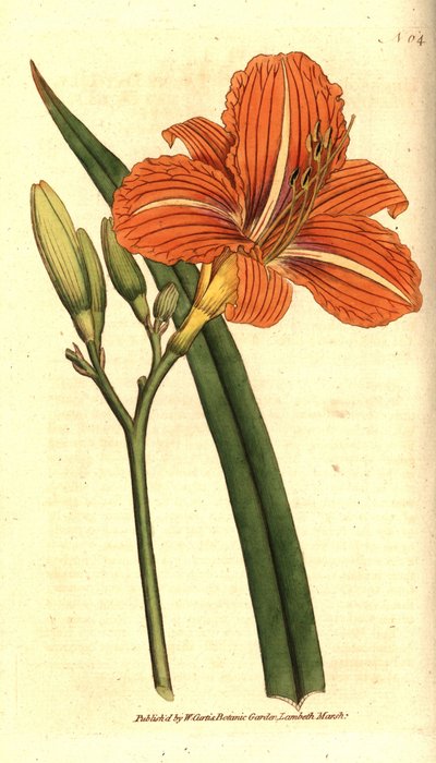 Tawny day-lily, Hemerocallis fulva.William Curtis