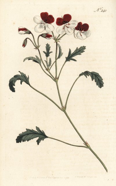 三色の鶴嘴（Pelargonium tricolor）。ロンドンのWilliam Curtis