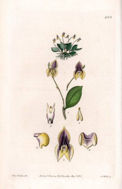 三つ歯のLepanthe - イギリスのSydenham Edwards（1768-1819）のBotanical Registerに掲載されているSarah Anne Drake（1803-1857）のイラストをS.Wattsがエングレービングしたプレート。 作： Sydenham Teast Edwards