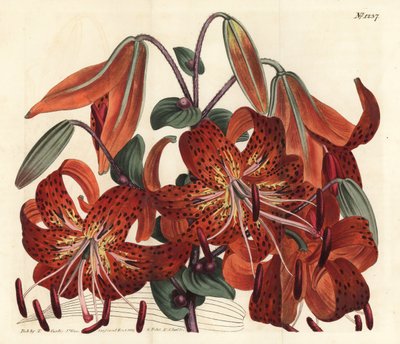 タイガーリリー - タイガーリリー、Lilium lancifolium（タイガースポットのある中国のユリ、Lilium tigrinum）。William Curtis