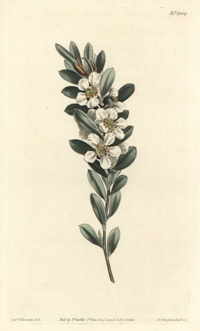 Tree a the or Australian myrtle - Coastal tea tree, Leptospermum laevigatum (Smooth fabricia, Fabricia laevigata).William Curtis