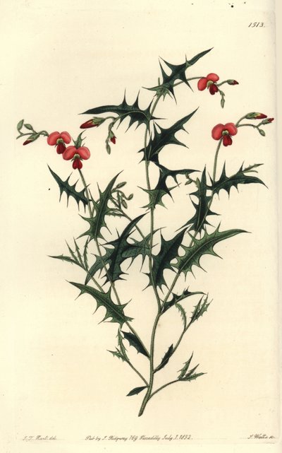 Chorozema triangulare（三角錐の蝶形動物）。Sydenham Edwards