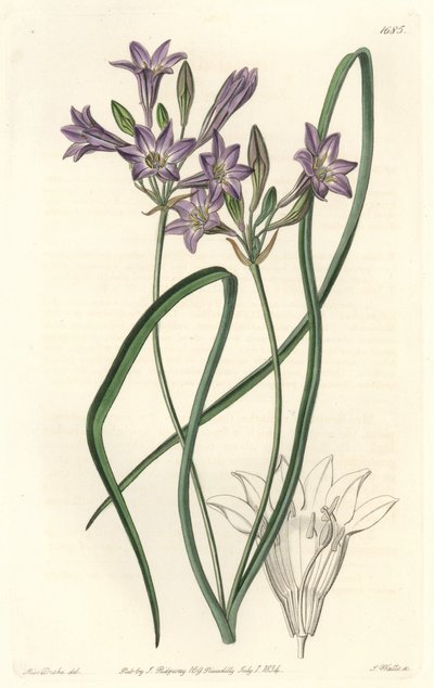 Triteleia ou brodiacea lache - Water forte by S. Watts from an illustration by Sarah Anne Drake (1803-1857), from Botanical Register 作： Sydenham Teast Edwards
