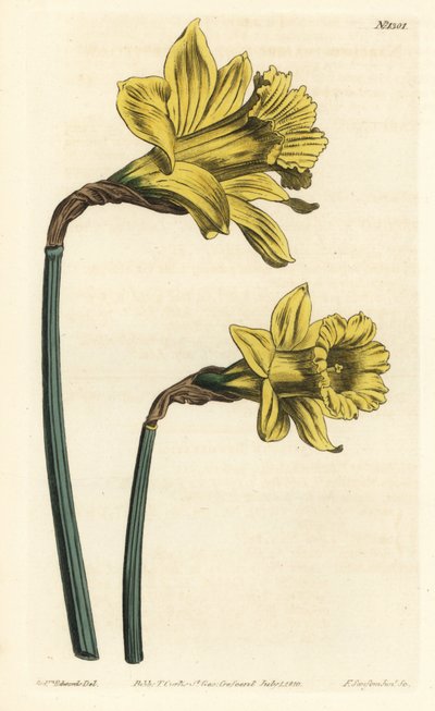 ラッパ水仙、Narcissus hispanicus（大きな黄色いスペイン水仙、Narcissus major）。William Curtis