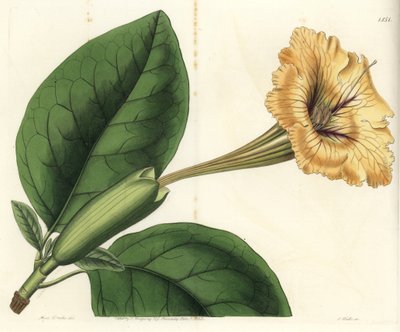 Trumpet liana or cup of gold - Chalice vine or spotted-flowered solandra, Solandra guttata.Sydenham Edwards