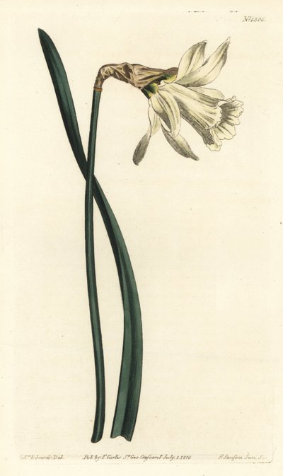 トランペットスイセン - 小さめの白いスパニッシュスイセン、Narcissus pseudonarcissus subsp.moschatus（ナルキッスス・モスカトゥス）。William Curtis