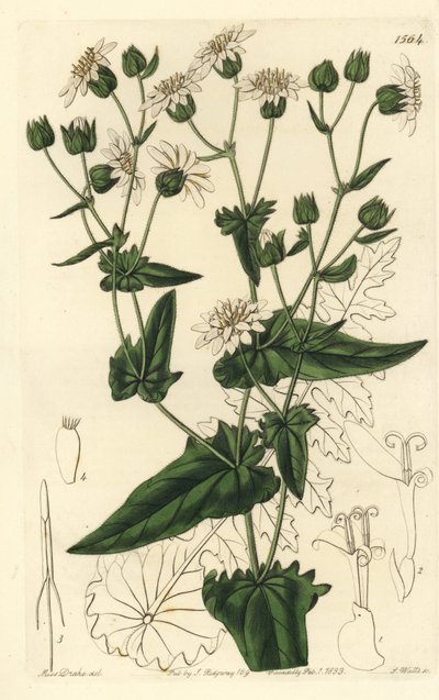 カブの葉のムスクサッコリー、Moscharia pinnatifida。Sydenham Edwards