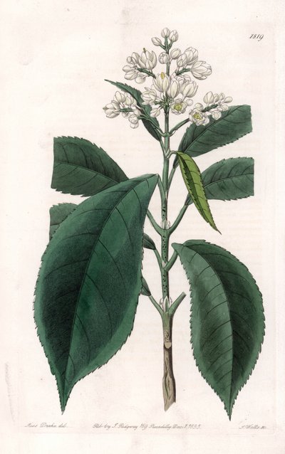 Turpinia Variete - イギリスのSydenham Edwards（1768-1819）のBotanical Registerに掲載されているSarah Anne Drake（1803-1857）のイラストをS.Wattsがエングレービングしたプレート。 作： Sydenham Teast Edwards