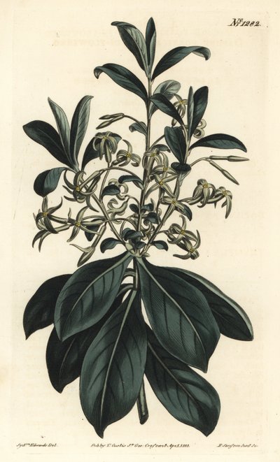 ツインフラワー・ダフネ（Daphne pontica）。William Curtis