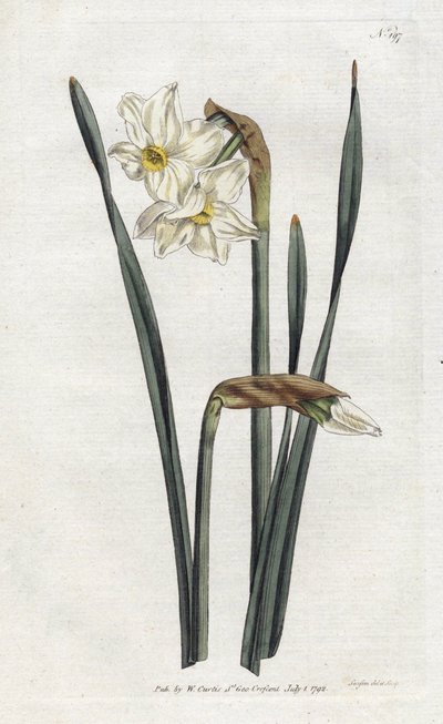 二輪のナルキッソス - Sydenham Edwards（1768-1819）によるリトグラフ、William Curtis