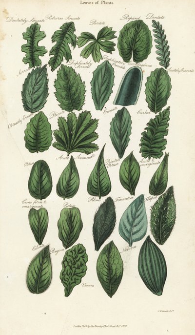 植物の葉の種類。Sydenham Edwardsによる手彩色銅版画（John Mason Good