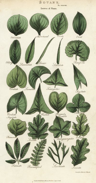 植物の葉の種類。Sydenham Edwardsによる手彩色銅版画（John Mason Good