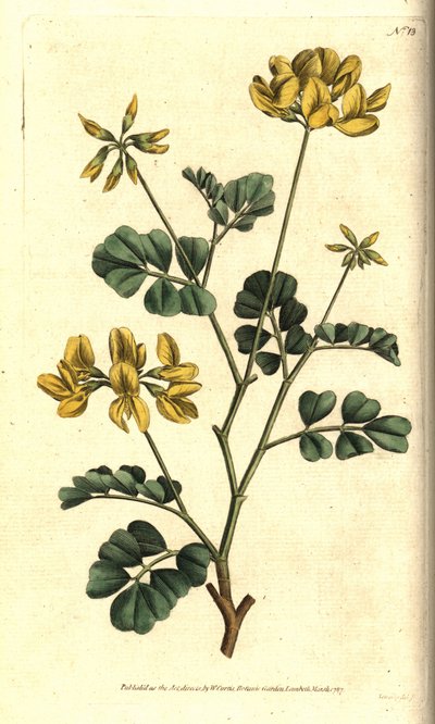 Valencia Coronilla - Scorpion Vetch, Coronilla valentina subsp.glauca (Sea-green or day-smelling coronilla, Coronilla glauca).William CurtisのThe Botanical Magazineに掲載されたSydenham Edwardsの植物図版に手彩色した銅版画。 作： Sydenham Teast Edwards