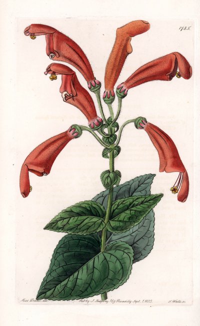Variete de gesneria, a flower in tube - イギリスのSydenham Edwards (1768-1819)のBotanical Registerに掲載されたSarah Anne Drake (1803-1857)のイラストをもとにS.Wattsが彫刻したプレート。 作： Sydenham Teast Edwards