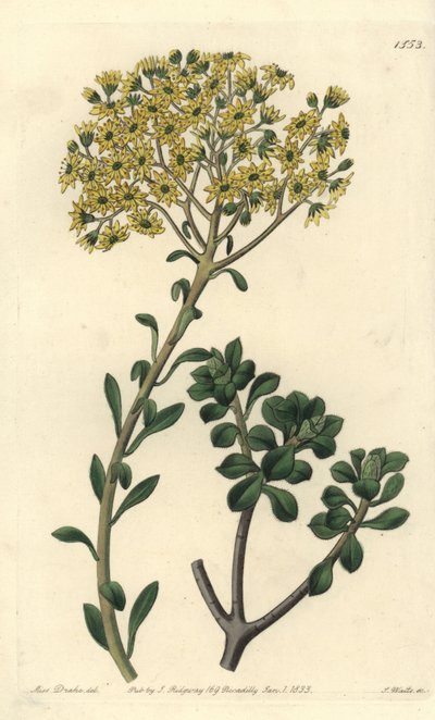 Variete de joubarb - Villous houseleek, Sempervivum villosum.Sydenham Edwards