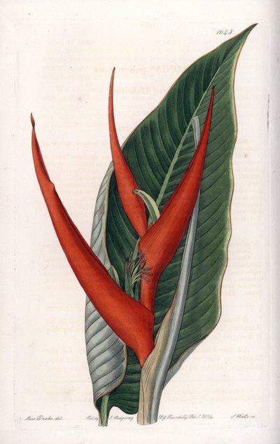 Variete d