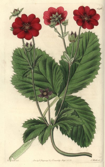 シンクフォイルの変種 - ラッセルのポテンティラ（Potentilla russelliana）。Sydenham Edwards