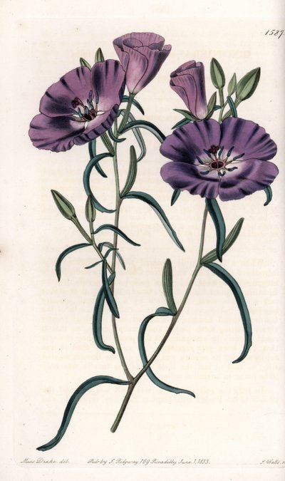 南アメリカ原産のクラークリアの変種 イギリスのSydenham Edwards（1768-1819）のBotanical Registerに掲載されているSarah Anne Drake（1803-1857）のイラストをS.Wattsが加工したもの。 作： Sydenham Teast Edwards