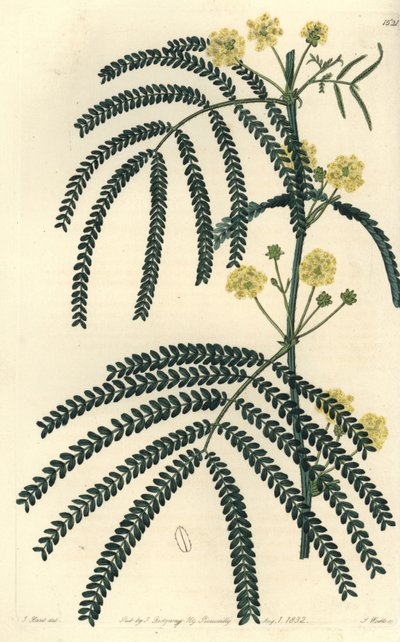 アカシア（またはカシア）の変種 - シダの葉のアカシア（Acacia pentadenia）。Sydenham Edwards