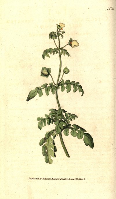calceolarの変種 - Pinnated slipper-wort, Calceolaria pinnata.William Curtis