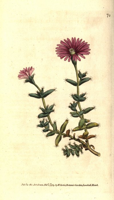 フィコイドの変種 - ヒゲのあるイチジクキンポウゲ（Mesembryanthemum barbarum）。William Curtis