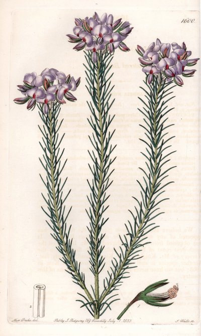 オーストラリア原産のgompholobium（マメ科）の変種 - イギリスのSydenham Edwards（1768-1819）のBotanical Registerに掲載されているSarah Anne Drake（1803-1857）のイラストをS.Wattsがエングレーヴィングしたもの。 作： Sydenham Teast Edwards