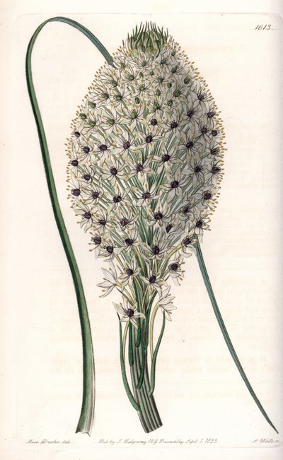 Variete of liliacee (Helonias asphodeloides) - Engraved by S.Watts, from an illustration by Sarah Anne Drake (1803-1857), from the Botanical Register of Sydenham Edwards (1768-1819), England 作： Sydenham Teast Edwards