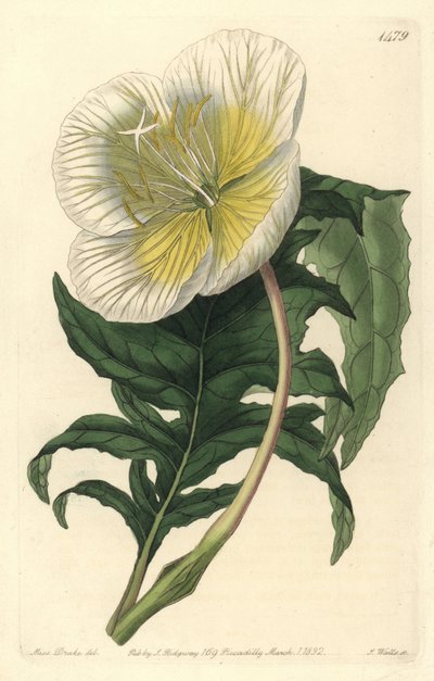 oenothere or grass with donkeys or evening primroseの変種 - White upright evening primrose, Oenothera anisoloba.Sydenham Edwards