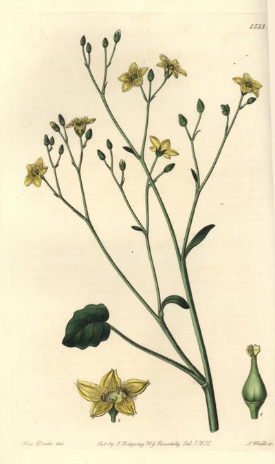 オーストラリア固有のビラシアの変種 - Ornduffia reniformis (Kidney-leaved villarsia, Villarsia reniformis)。Sydenham Edwards