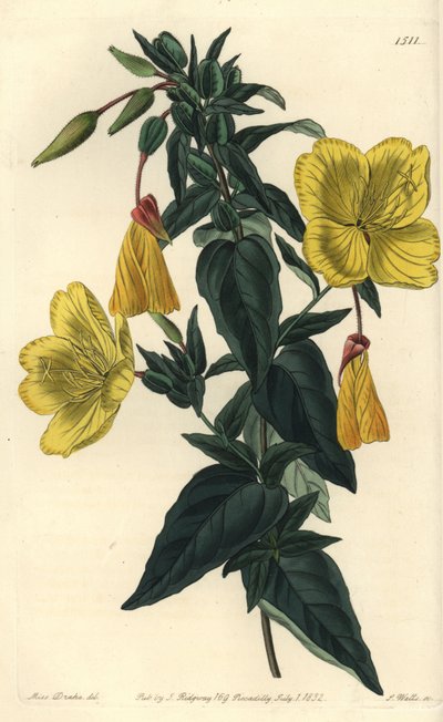 月見草の品種とロバ - 月見草、Oenothera fruticosa subsp.glauca (Glaucous oenothera, Oenothera glauca).Sydenham Edwards