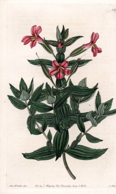 ミムレ（猿または麝香の花）の品種 イギリスのSydenham Edwards（1768-1819）のBotanical Registerに掲載されているSarah Anne Drake（1803-1857）のイラストをS.Wattsがエングレービングしたボード。 作： Sydenham Teast Edwards