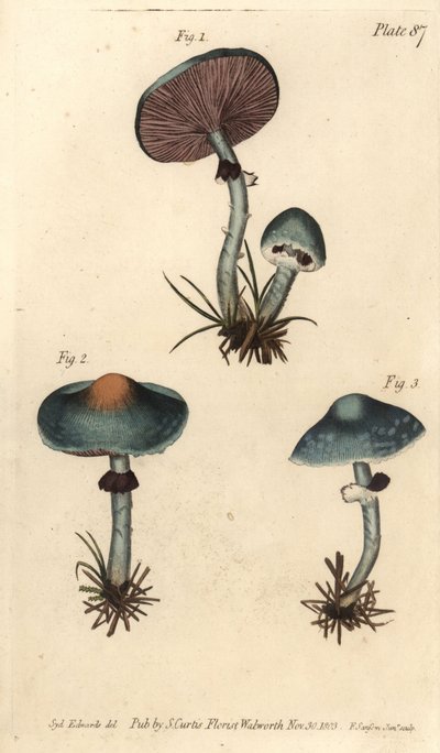 Verdigris mushroom or verdigris agaric, Stropharia aeruginosa, Fungi, Cryptogamia.William Curtis