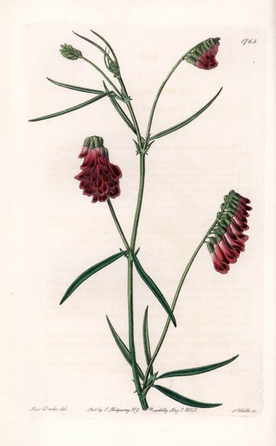 Vesces Variete - イギリスのSydenham Edwards (1768-1819)のBotanical Registerに掲載されているSarah Anne Drake (1803-1857)のイラストをS.Wattsがエングレーヴィングしたもの。 作： Sydenham Teast Edwards