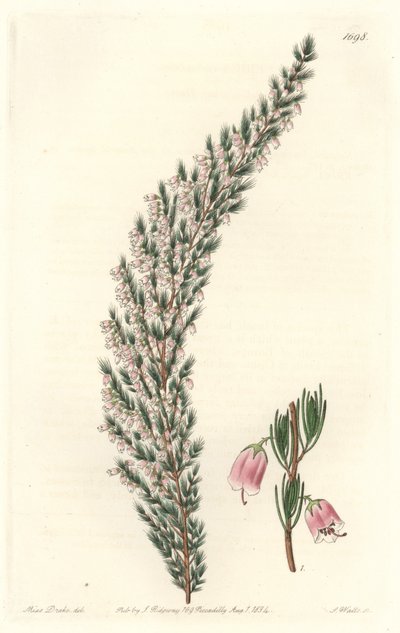 ヨーロッパ原産のVesicular Epiary - Sarah Anne Drake (1803-1857)のイラストからS.Wattsが描いたWater forte、Botanical Registerより。 作： Sydenham Teast Edwards