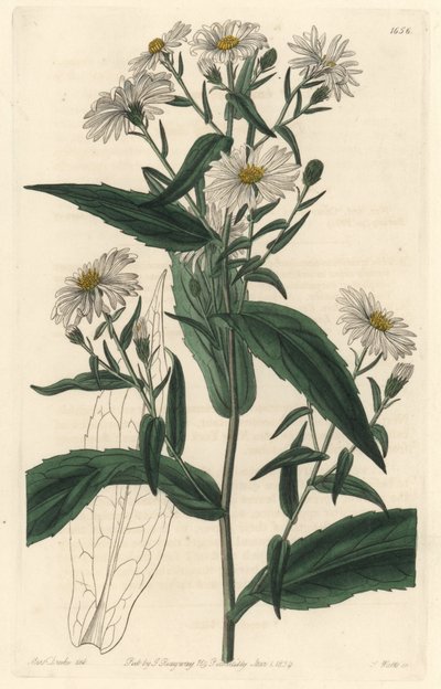 Virgine Aster or Harvester - S. Watts Strong Water from an illustration by Sarah Anne Drake (1803-1857), from the Botanical Register 作： Sydenham Teast Edwards