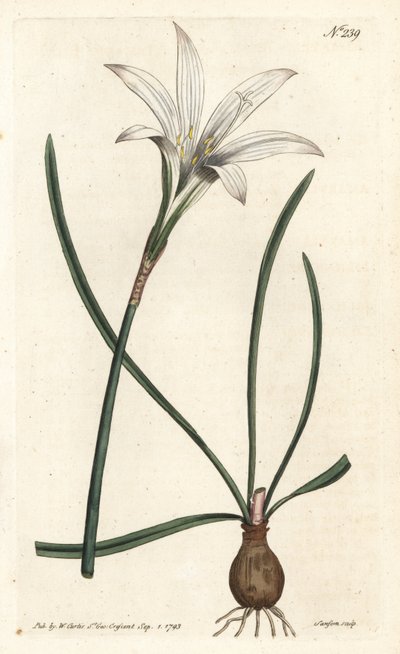 Virginia Amaryllis - Atamasco lily, Zephyranthes atamasco (Amaryllis atamasco) - Sydenham Edwards rom William Curtis