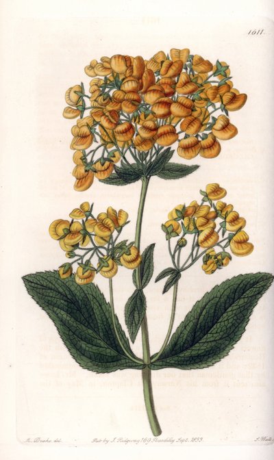 Viscous calceolar (or small slipper) - イギリス、Sydenham Edwards (1768-1819)のBotanical Registerに掲載されたSarah Anne Drake (1803-1857)のイラストをS.Wattsがエングレービングした板。 作： Sydenham Teast Edwards