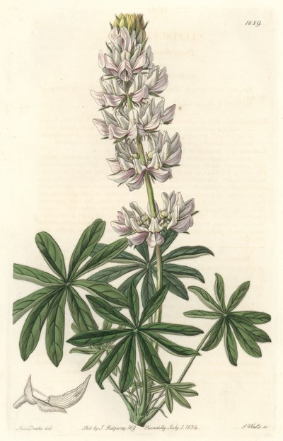 カリフォルニア州原産のホワイトフラワー・ルーピン（Lupinus microcarpus） - S. Watts strong water from an illustration by Sarah Anne Drake (1803-1857), from Botanical Register 作： Sydenham Teast Edwards
