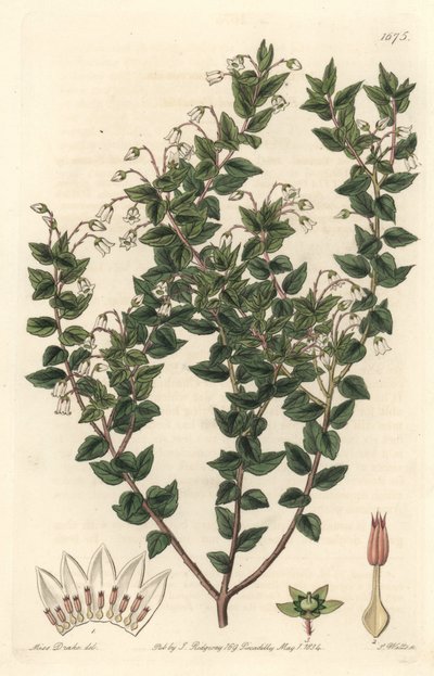白花のムクロニー（pernettya gaultherie） - S. Watts strong water、Sarah Anne Drake（1803-1857）のイラストより（Botanical Registerより 作： Sydenham Teast Edwards