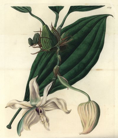 白いランの変種 - Stanhopea grandiflora orchid (Ivory-lipped stanhopea, Stanhopea eburnea).Sydenham Edwards