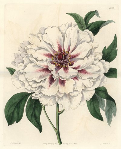 ホワイトシュラブ・シャクヤク - トーマス・オールポート（1804-1879）のイラストからS.ワッツが描いたストロングウォーター（Botanical Registerより 作： Sydenham Teast Edwards