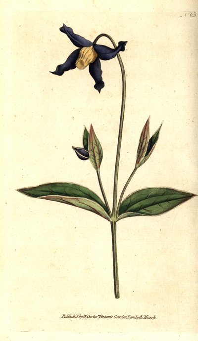 ホールリーフ・クレマタイト - ホールリーフ・クレマチスまたはバージン・バウアー、クレマチス・インテグリフォリア（Clematis integrifolia）。William Curtis