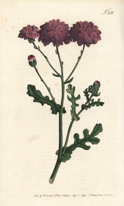 野生のシネレア - パープルグラウゼルまたはラグワート（Senecio elegans）。ロンドンのWilliam Curtis