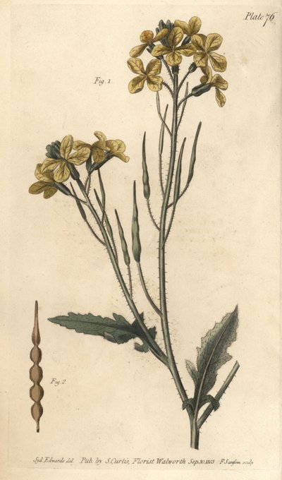 野生の大根、Raphanus raphanistrum、Siliquosa。William Curtis