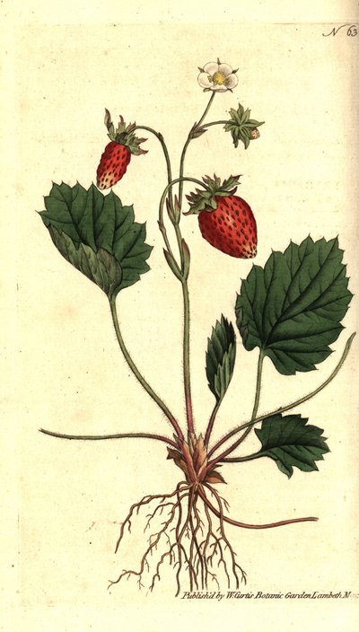 野いちご、Fragaria vesca（一葉のいちご、Versaillesのいちご、Fragaria monophylla）。William Curtis