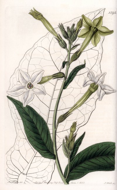 ウィング・タバコ（装飾用タバコ） - イギリスのSydenham Edwards（1768-1819）のBotanical Registerに掲載されているSarah Anne Drake（1803-1857）のイラストをS.Wattsがエングレーヴィングしたもの。 作： Sydenham Teast Edwards