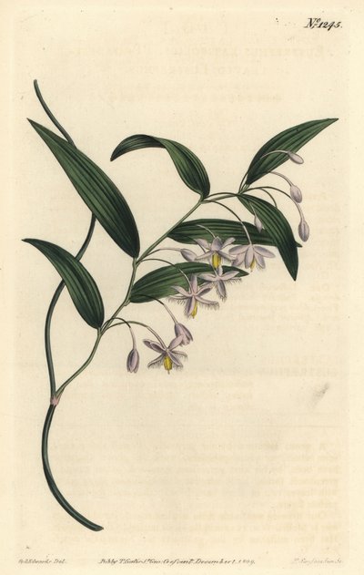 ウォンバットベリー、またはブロードストリーブド・ユーストレファス、Eustrephus latifolius（ユーストレファス・ラティフォリウス）。William Curtis