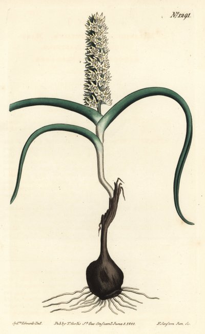 Wurmbea monopetala (Many-flowered melanthium, Melanthium monopetalum).William Curtis